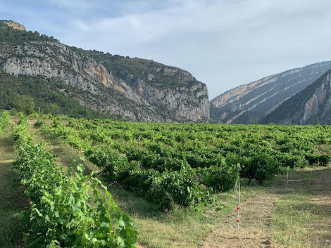 Jorge Olivera: un espíritu libre del vino junto a los Pirineos