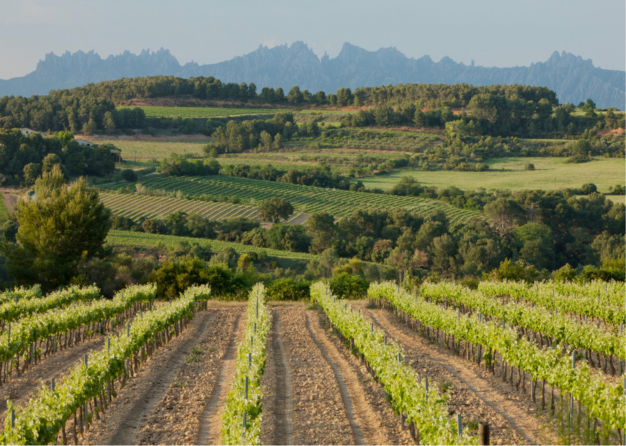 Penedès: the challenges ahead for Spain’s first 100% organic appellation