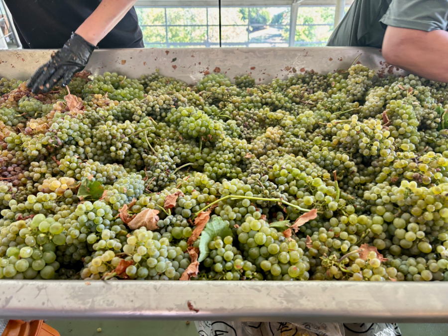 El futuro de Valdeorras tras el triunfo de la godello