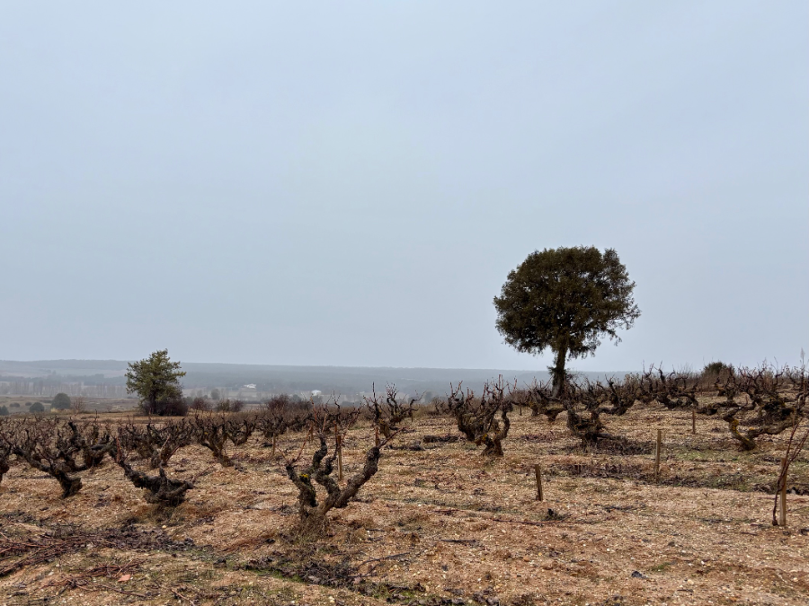 Territorio Luthier: un proyecto audaz de micro viñedos y vinos de guarda 
