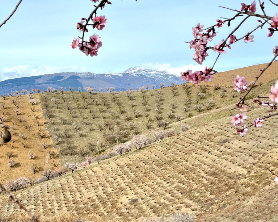 Granada y Almería: qué esconden los viñedos más altos de la Península