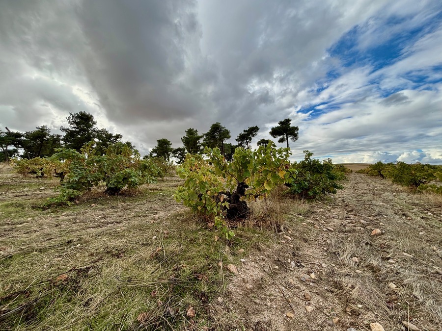 Ossian Vides y Vinos