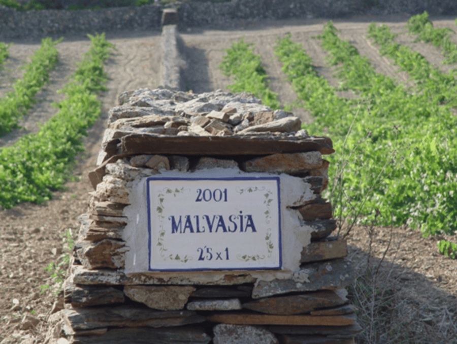 Vinya Sa Cudia