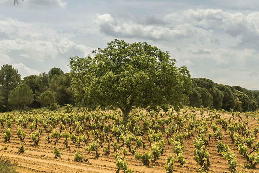 Viñedos y Bodegas de la Marquesa