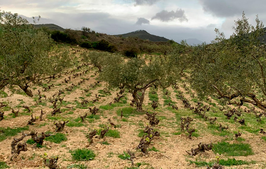 The Garnacha landscapes of Navarra