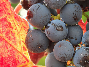Garnacha, can a grape be sexy?