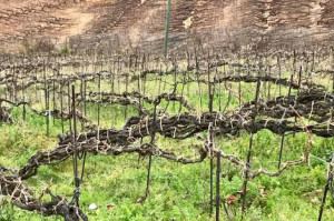 Suertes del Marqués sets the style for Tenerife wines