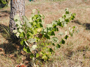 A better future for Spanish wines with pre-phylloxera grapes?