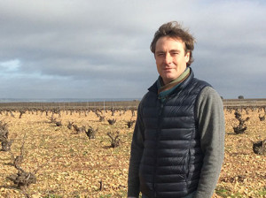 Riscal has its eye on Verdejo old vines in Segovia