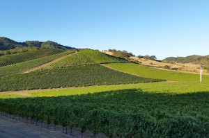 Spanish grapes find a home in US vineyards