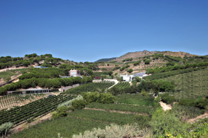 Alta Alella: The search for terroir expression