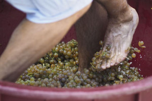 Wine tastings in September 2018