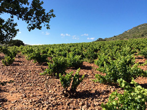 Grenache soils in Spain