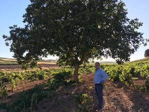 Francisco Barona, the champion of old vines