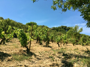Wine tastings in March 2019