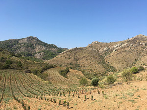 Frontonio seeks to make the best Garnacha in Aragón