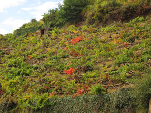 Wine tastings in January 2020