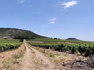 Villota: wines born on a singular meander in Rioja Alavesa