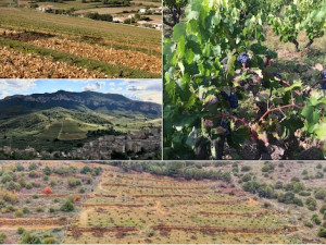 Wine tastings in December 2020