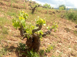 Wine tastings in February 2021