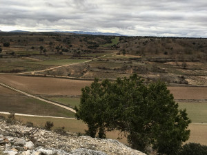Dominio de Atauta: making wine in a paradise of hundred-year-old vines
