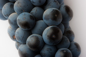 Tempranillo, the Spanish red superstar