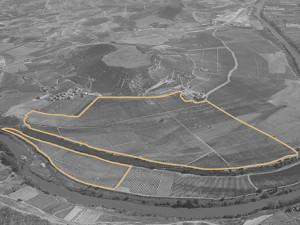 50 years of Contino, a single-vineyard pioneer in Rioja