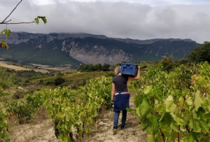 Una recopilación de artículos sobre mujeres profesionales del vino
