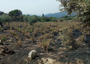 Incertidumbre en Gredos ante el mayor incendio forestal de España