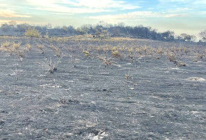 Fire destroys 11,000 hectares in Arribes del Duero